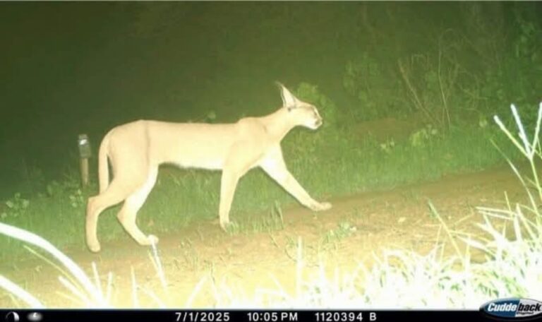 मध्यप्रदेश के इस अभयारण्य में पाया गया दुर्लभ “स्याहगोश’’