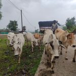 कलेक्टर के निर्देश पर सड़को से गोवंश हटाने की कार्रवाई लगातार जारी
