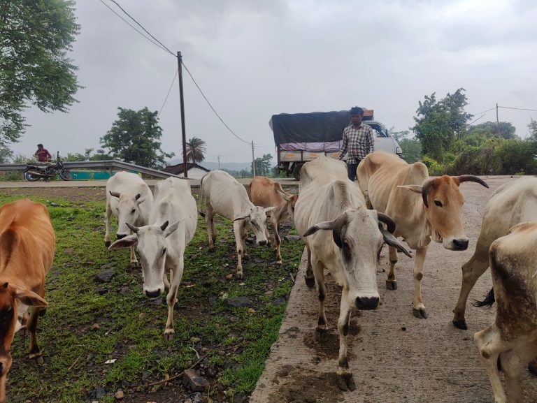 कलेक्टर के निर्देश पर सड़को से गोवंश हटाने की कार्रवाई लगातार जारी