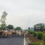 कलेक्टर के निर्देश पर लगातार की जा रही है सड़कों से गौवंश हटाने की कार्यवाही, घायल गौवंशों का किया जा रहा उपचार