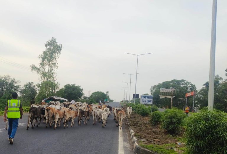 कलेक्टर के निर्देश पर लगातार की जा रही है सड़कों से गौवंश हटाने की कार्यवाही, घायल गौवंशों का किया जा रहा उपचार