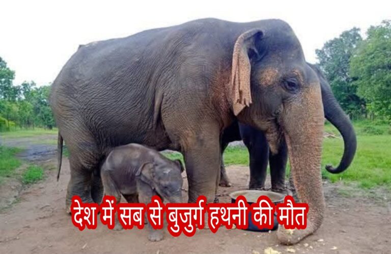 देश में सबसे बुजुर्ग हथनियों में से एक वत्सला की मृत्यु