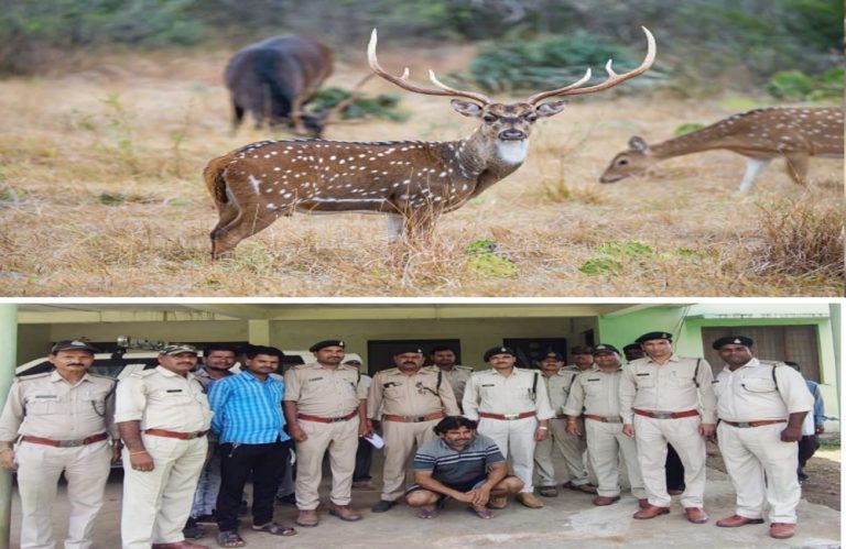 सागर में गर्भवती मादा चीतल का हुआ शिकार, वन विभाग ने घेराबंदी कर एक को पकड़ा दो शिकारी फरार