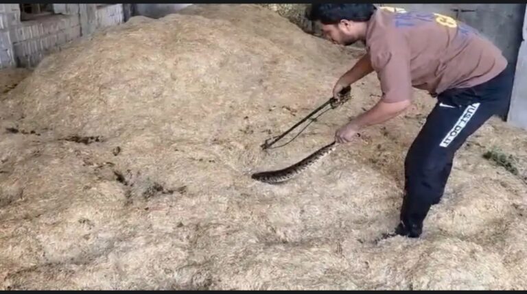 भूसे के ढेर में था पांच फीट का अजगर, देख दंग रह गए लोग