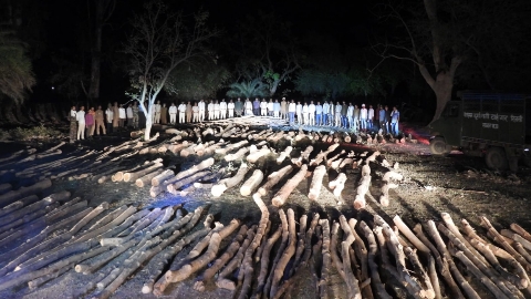 सागर टाइगर रिजर्व में सागौन की अवैध कटाई का खुलासा, भारी मात्रा में लकड़ी जब्त